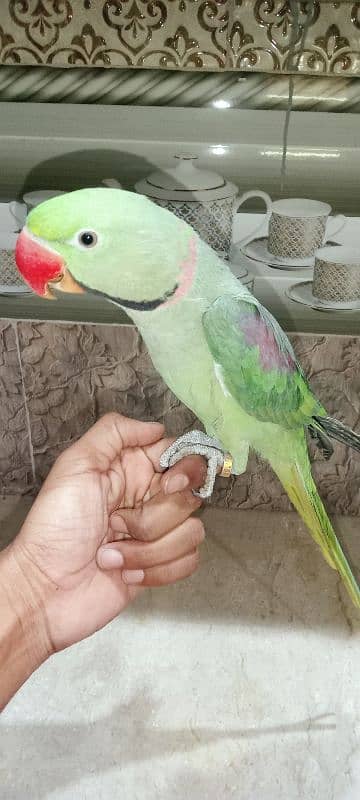 Raw Talking Parrot 3