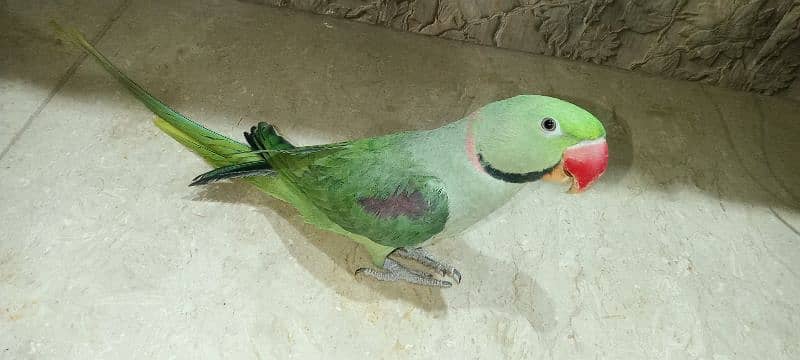 Raw Talking Parrot 8