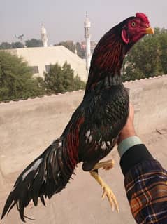 Aseel lakha mianwali breed