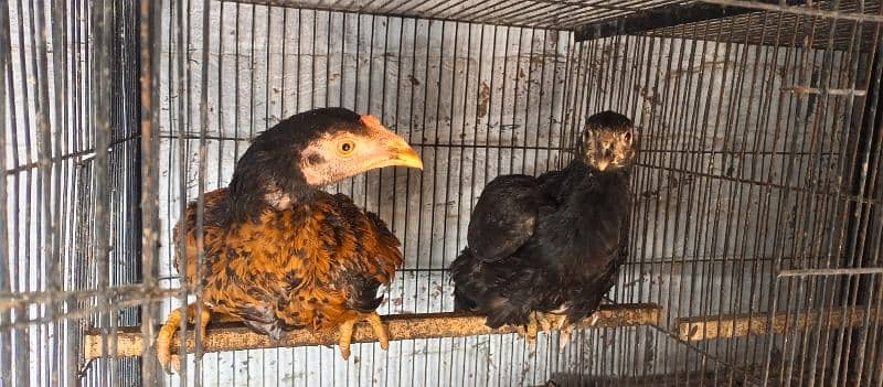 Thai aseal chicks active and heathy game line Birds 7