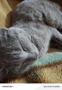 Russian cat  gray colour