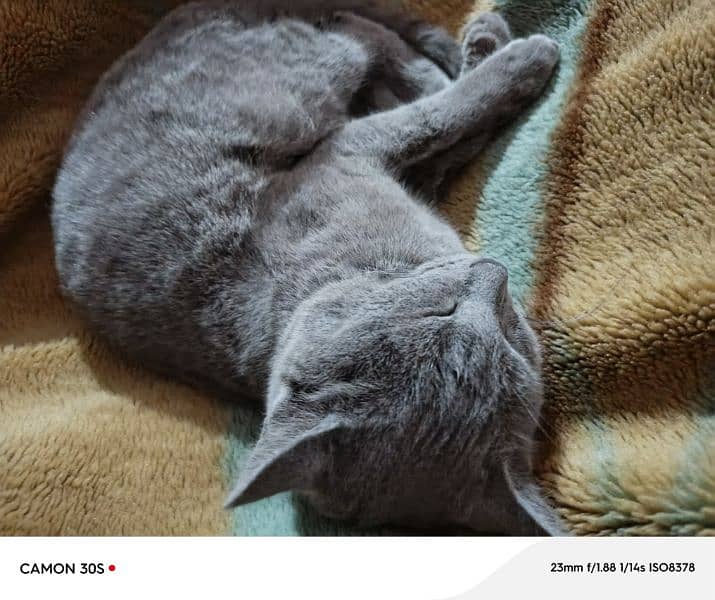 Russian cat  gray colour 2