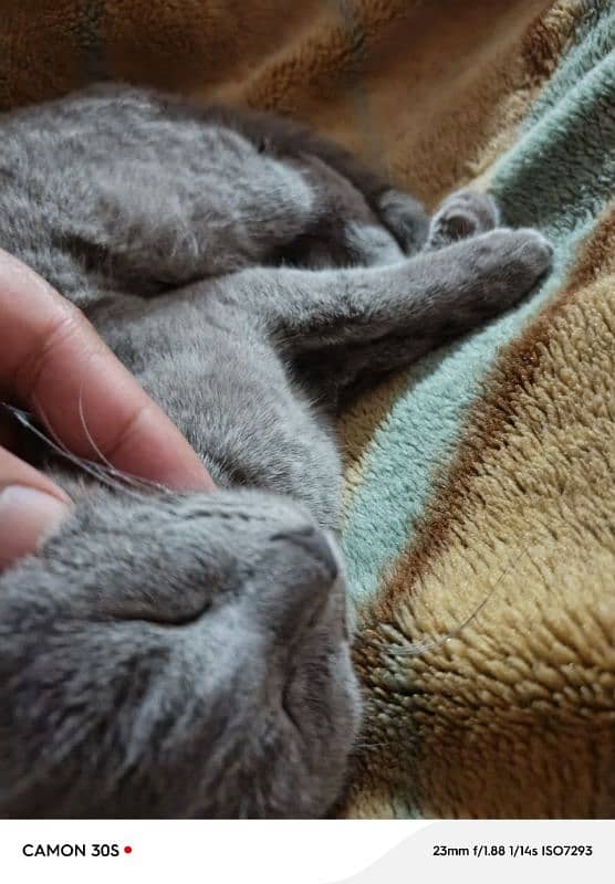 Russian cat  gray colour 3