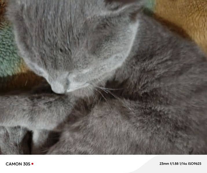 Russian cat  gray colour 4