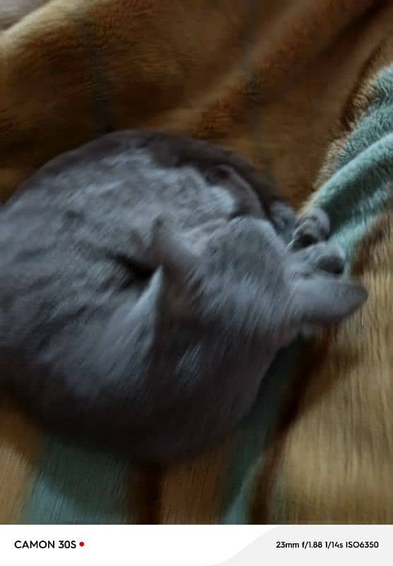 Russian cat  gray colour 5