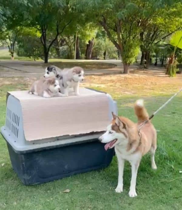 Siberian husky breeder female available for farm house's 1