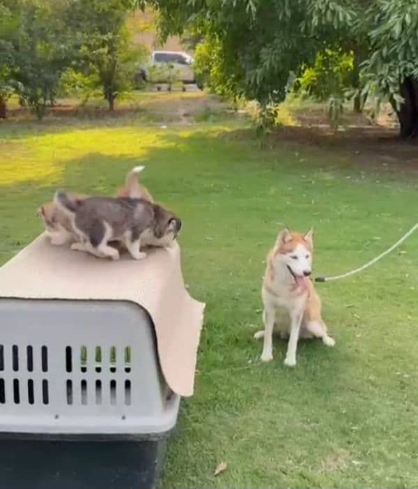 Siberian husky breeder female available for farm house's 2