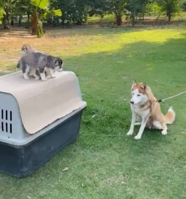 Siberian husky breeder female available for farm house's 4