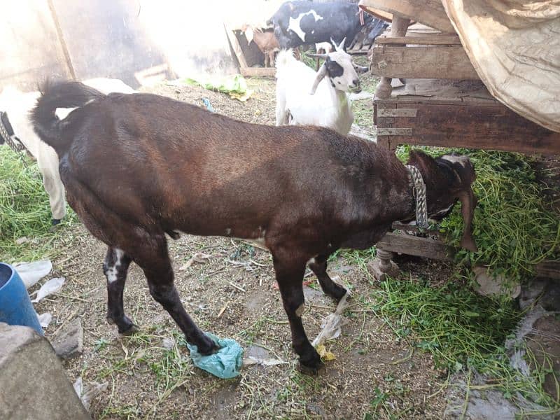 goat/bakra/livestock  for sell 0