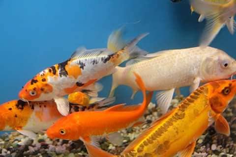 WaterWorld Fish Aquariums 9