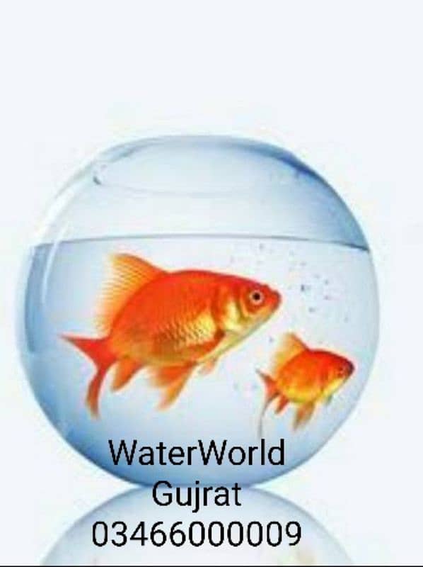 WaterWorld Fish Aquariums 17