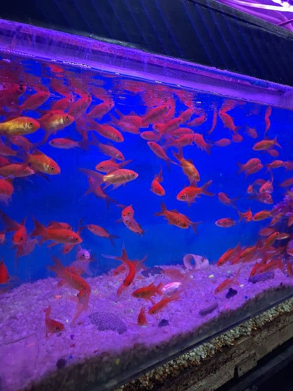 WaterWorld Fish Aquariums 18