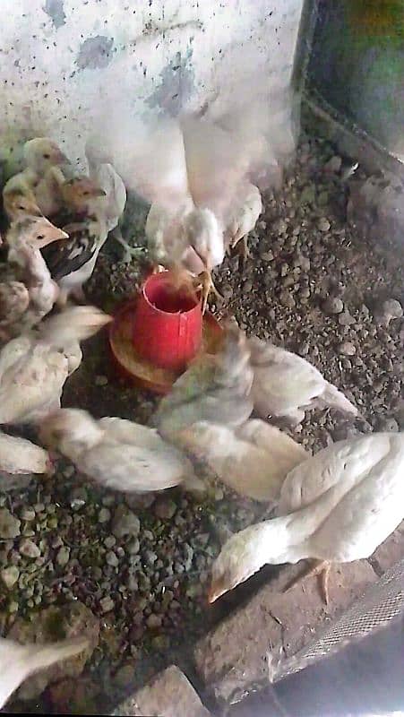 White Aseel Heera chick's, White Heera pure, Heera White chick's,chick 0