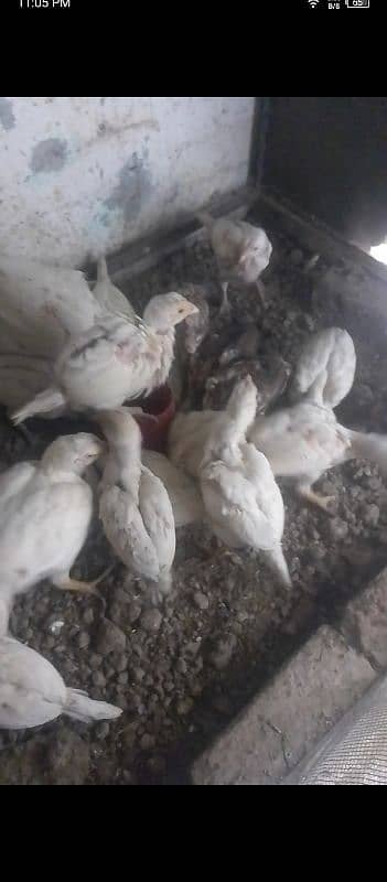 White Aseel Heera chick's, White Heera pure, Heera White chick's,chick 1