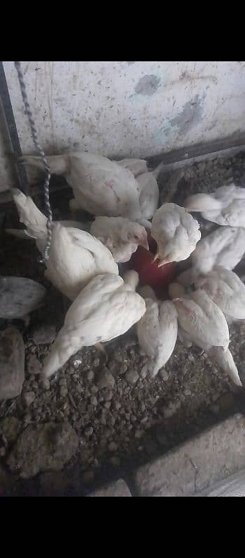 White Aseel Heera chick's, White Heera pure, Heera White chick's,chick 2