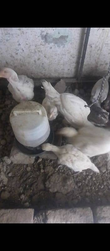 White Aseel Heera chick's, White Heera pure, Heera White chick's,chick 3