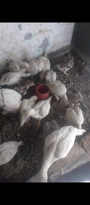 White Aseel Heera chick's, White Heera pure, Heera White chick's,chick 5