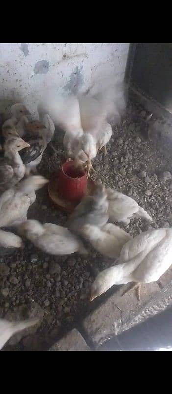 White Aseel Heera chick's, White Heera pure, Heera White chick's,chick 6