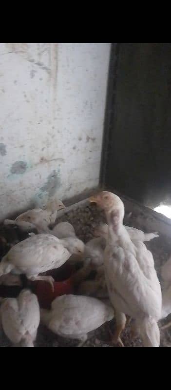 White Aseel Heera chick's, White Heera pure, Heera White chick's,chick 11