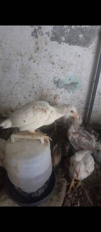 White Aseel Heera chick's, White Heera pure, Heera White chick's,chick 13