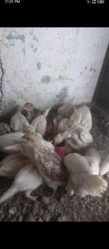 White Aseel Heera chick's, White Heera pure, Heera White chick's,chick 14