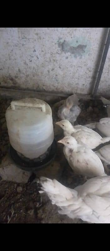 White Aseel Heera chick's, White Heera pure, Heera White chick's,chick 15