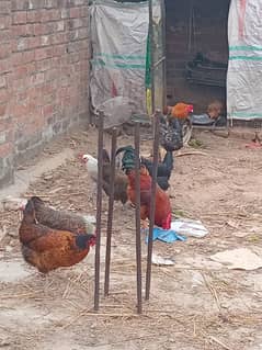 8 hens 2 roosters  1 male aseel cross