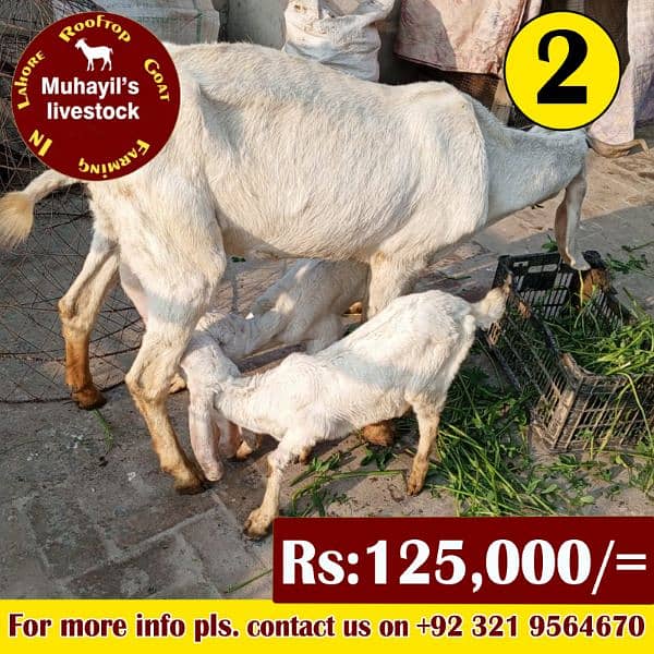 5 goats for sale. mazeed malomat description me 3