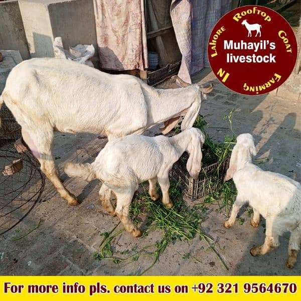 5 goats for sale. mazeed malomat description me 5