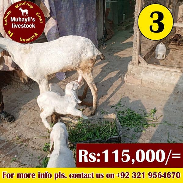 5 goats for sale. mazeed malomat description me 6