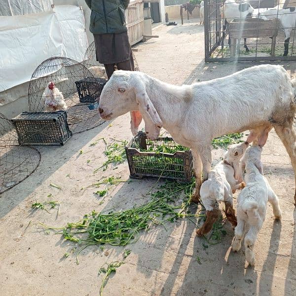 5 goats for sale. mazeed malomat description me 7