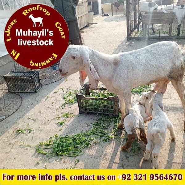 5 goats for sale. mazeed malomat description me 8