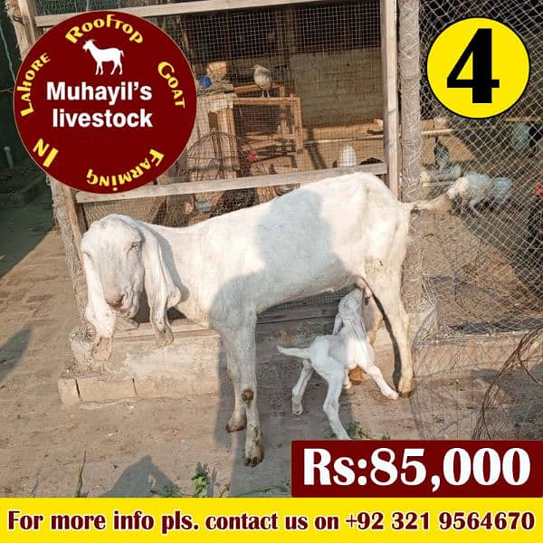 5 goats for sale. mazeed malomat description me 9