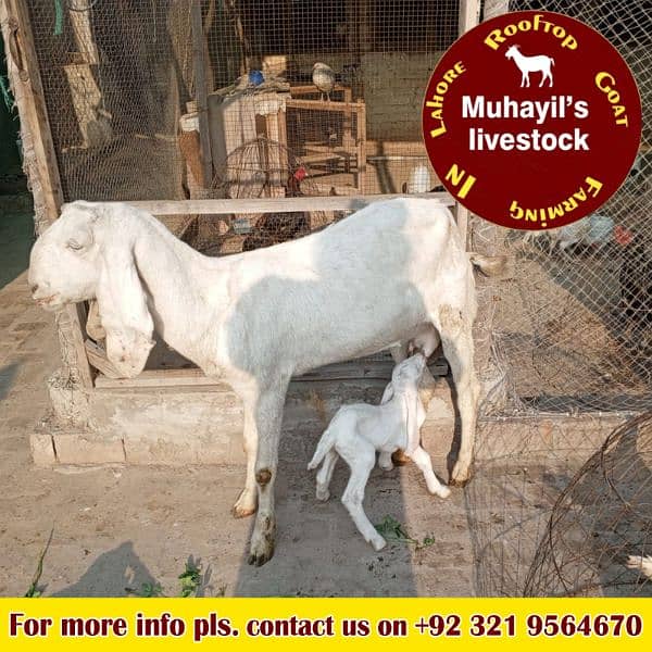 5 goats for sale. mazeed malomat description me 10