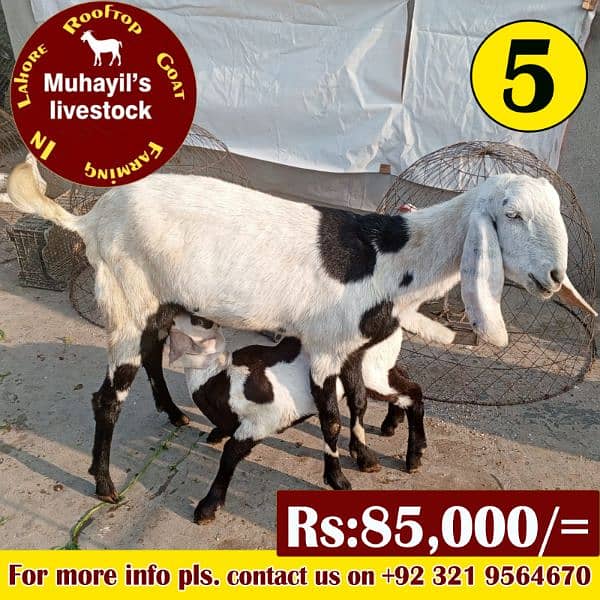 5 goats for sale. mazeed malomat description me 13