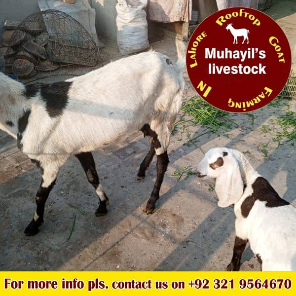 5 goats for sale. mazeed malomat description me 14