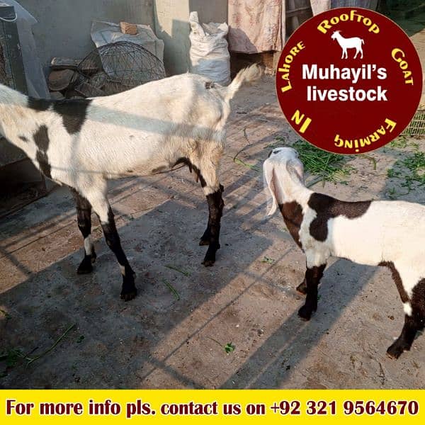 5 goats for sale. mazeed malomat description me 16