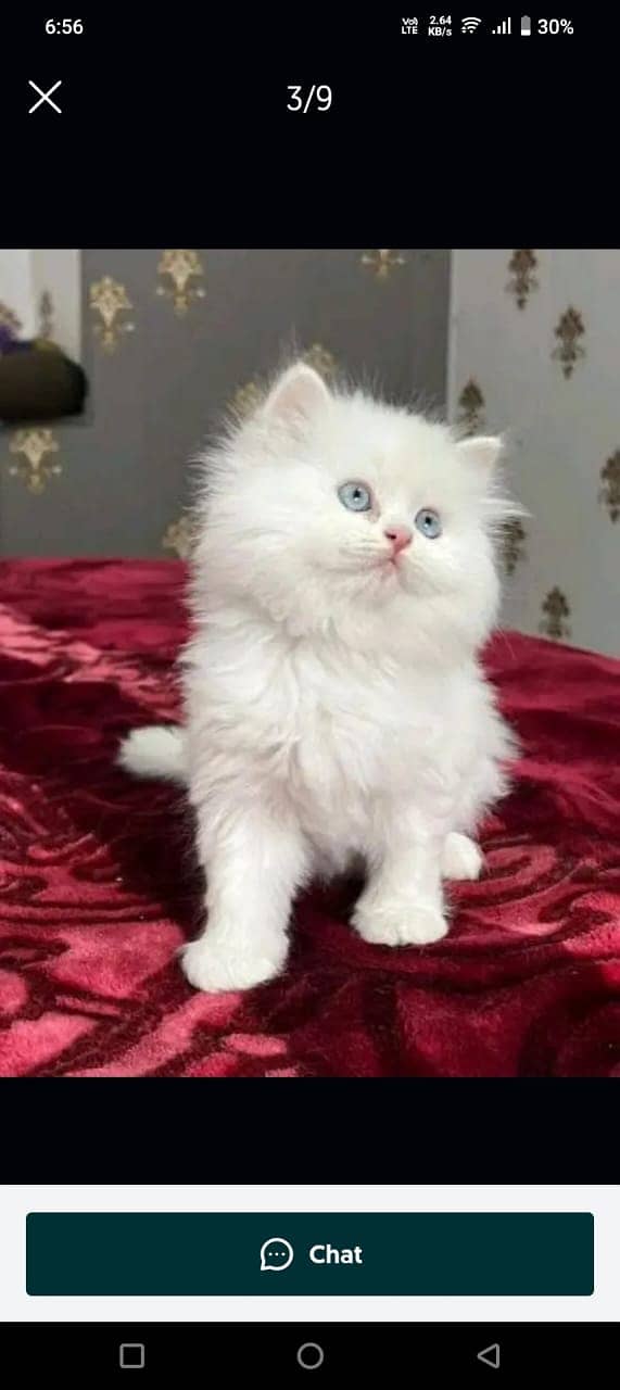 Persian kittens for sale Only contact whatup number 03201711036 3