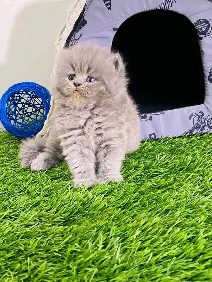 Persian kittens for sale Only contact whatup number 03201711036 6