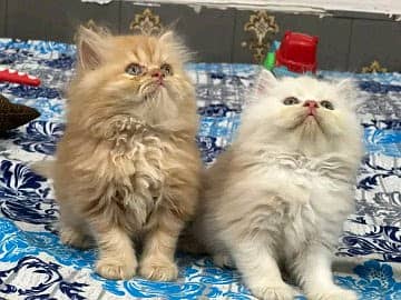 Persian kittens for sale Only contact whatup number 03201711036 8