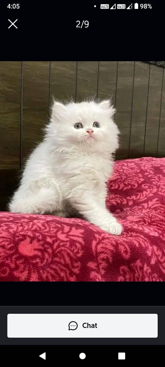 Persian kittens for sale Only contact whatup number 03201711036 11