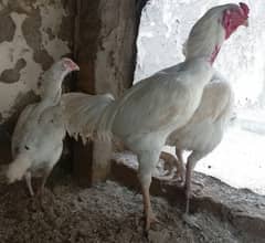 White Aseel Heera chick's, White Heera pure, Heera White chick's,chick