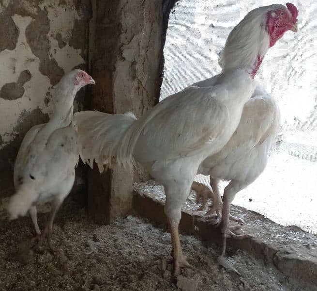 White Aseel Heera chick's, White Heera pure, Heera White chick's,chick 16