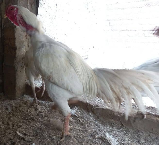 White Aseel Heera chick's, White Heera pure, Heera White chick's,chick 17