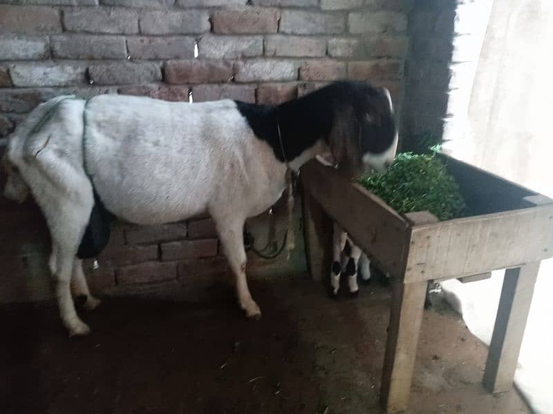 milking goat with kids 0