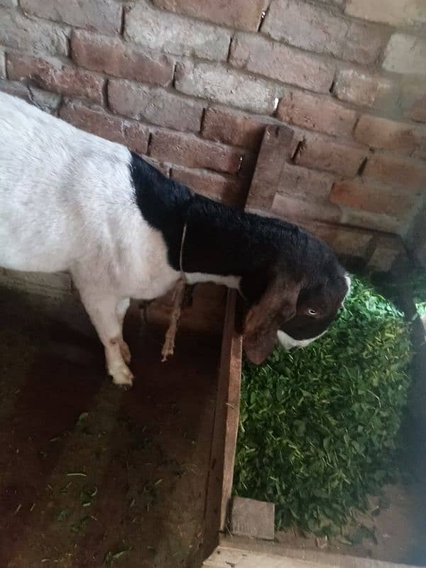 milking goat with kids 1