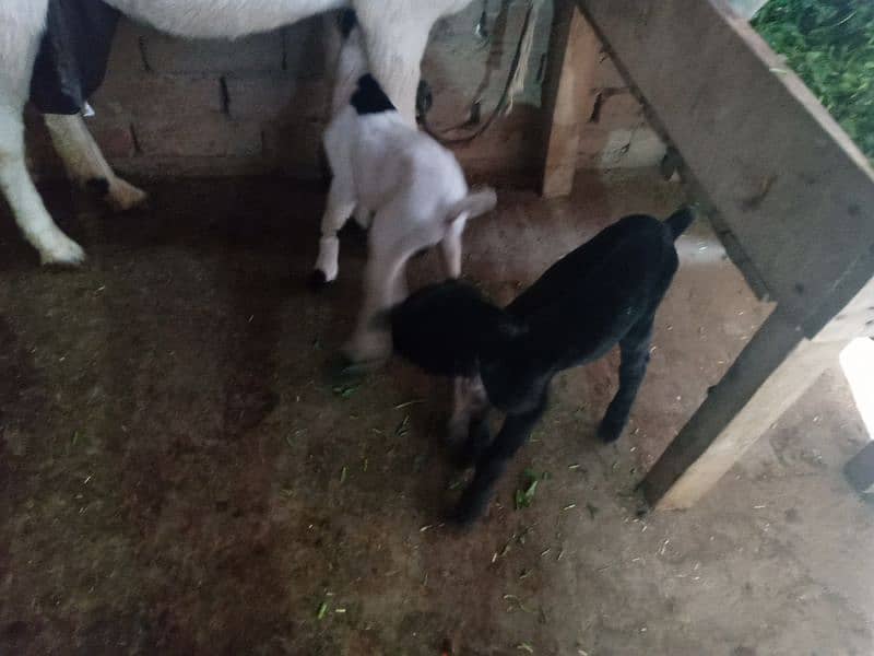 milking goat with kids 2