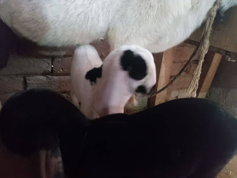 milking goat with kids 3