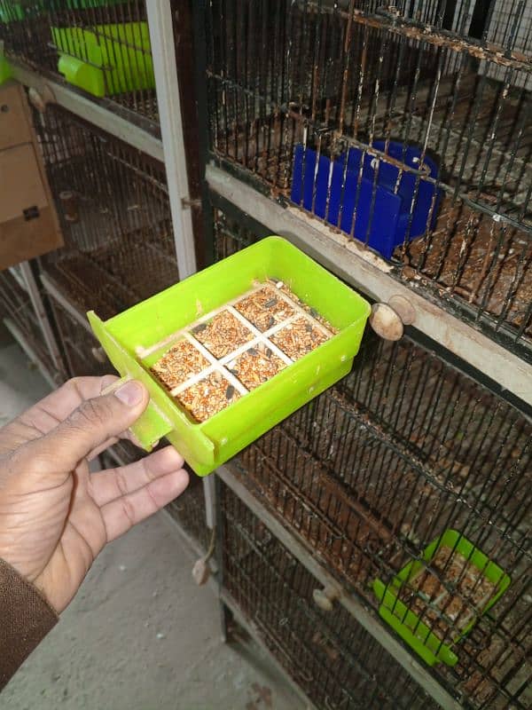 love birds cage 0321/4525537 14