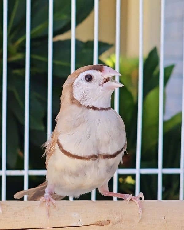 Fawn Owl Finch Breeder Female with DNA 0